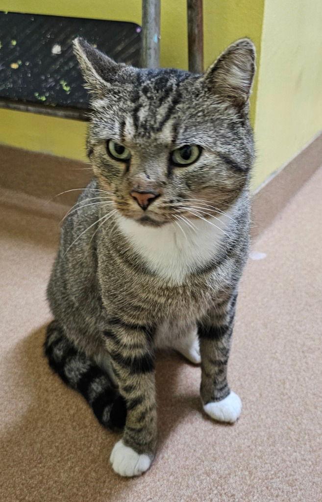 Harold, a Adoptable Domestic Short Hair in Lovingston, VA image 1/3