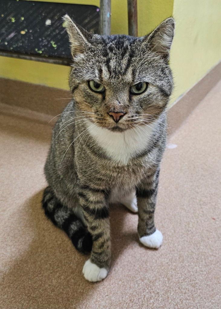 Harold, a Adoptable Domestic Short Hair in Lovingston, VA image 3/3