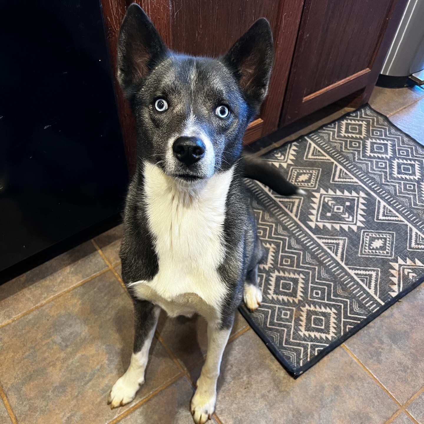 Enlarge Hattie, a Adoptable mixed breed in Oklahoma City, OK image 3/6