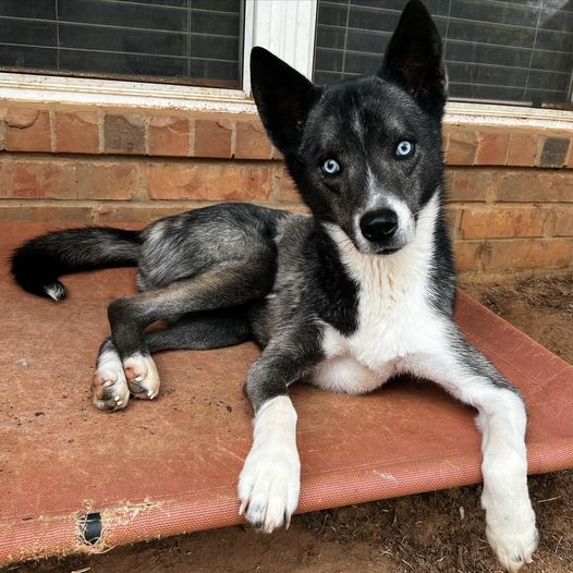 Enlarge Hattie, a Adoptable mixed breed in Oklahoma City, OK image 1/6