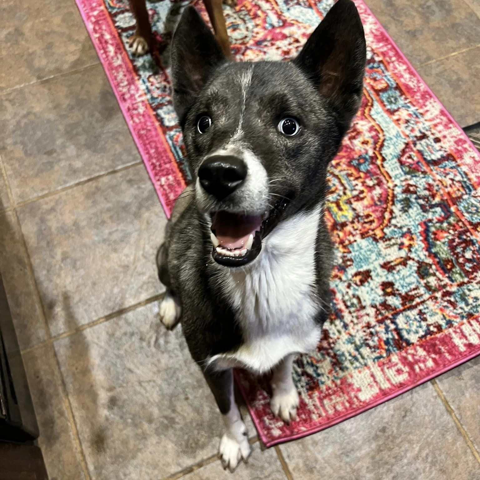 Enlarge Hattie, a Adoptable mixed breed in Oklahoma City, OK image 6/6