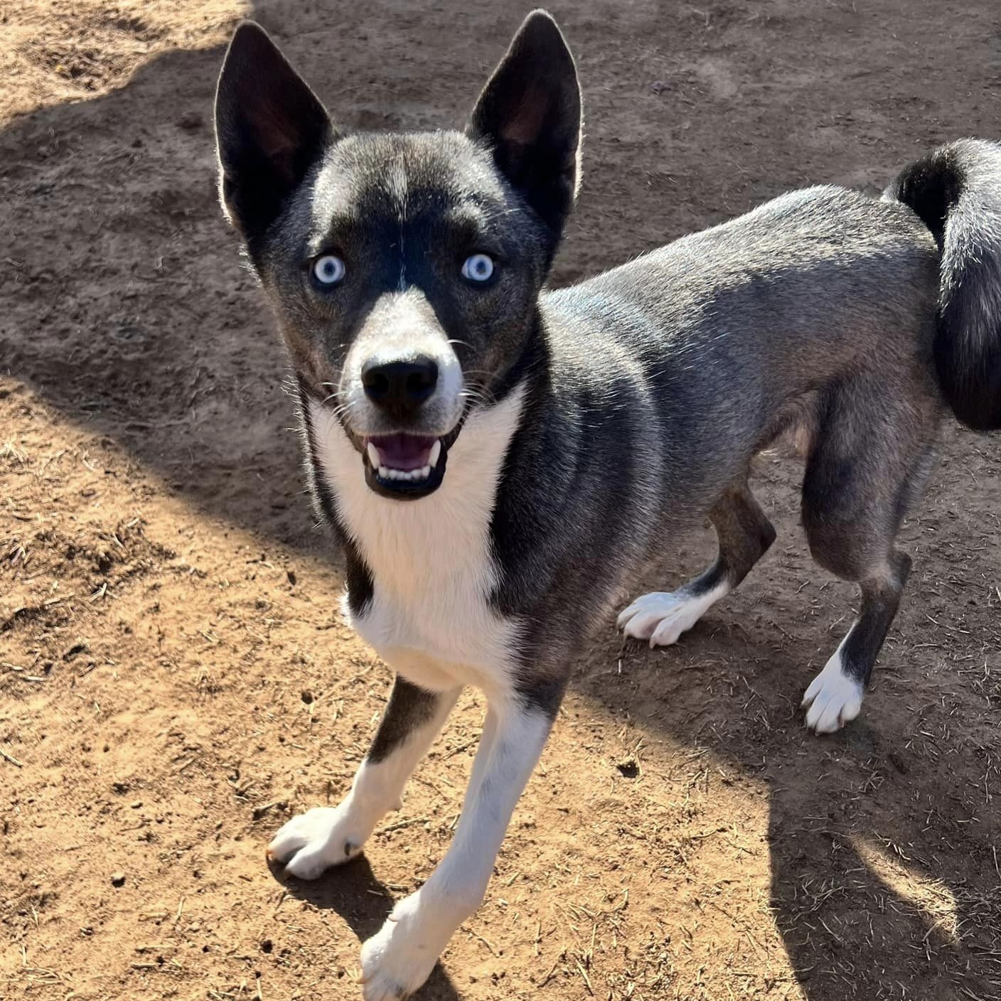 Enlarge Hattie, a Adoptable mixed breed in Oklahoma City, OK image 5/6