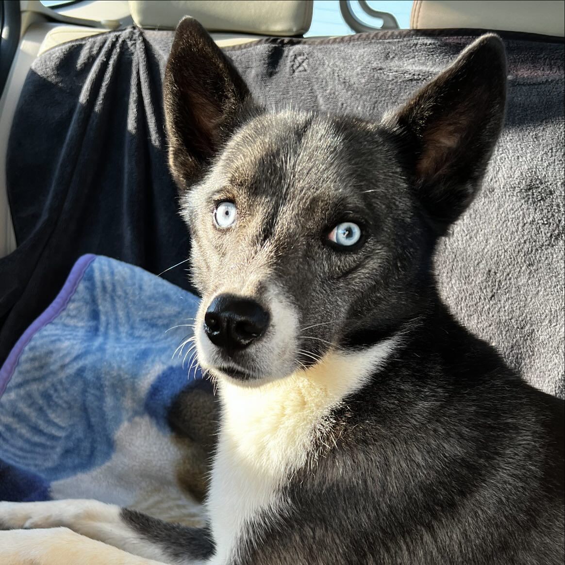 Enlarge Hattie, a Adoptable mixed breed in Oklahoma City, OK image 4/6