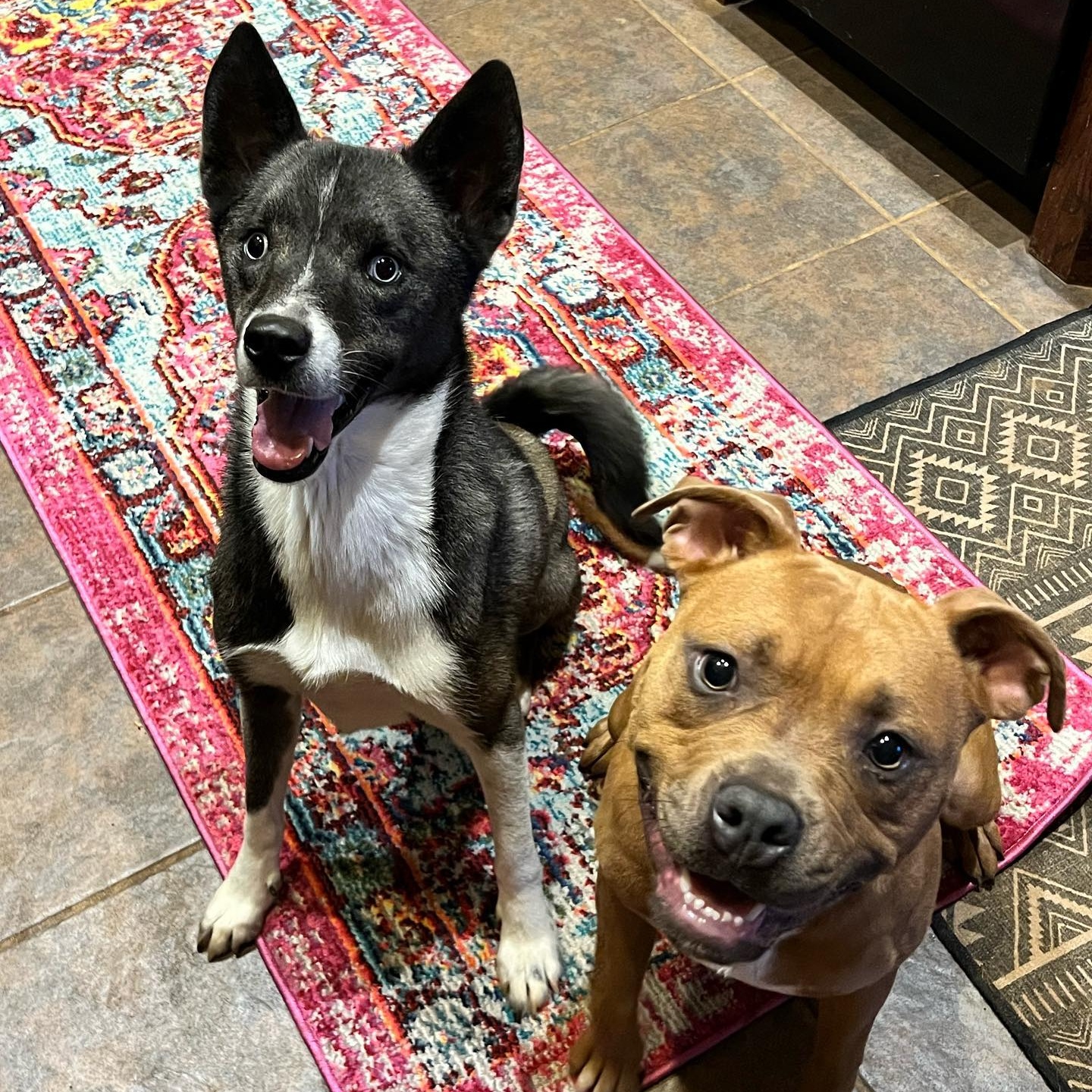 Enlarge Hattie, a Adoptable mixed breed in Oklahoma City, OK image 2/6