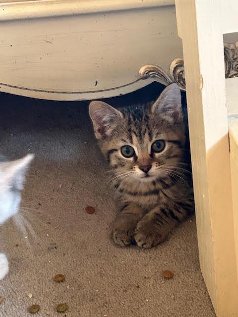 Enlarge Marble, a Adopted mixed breed in Georgetown, KY image 1/1