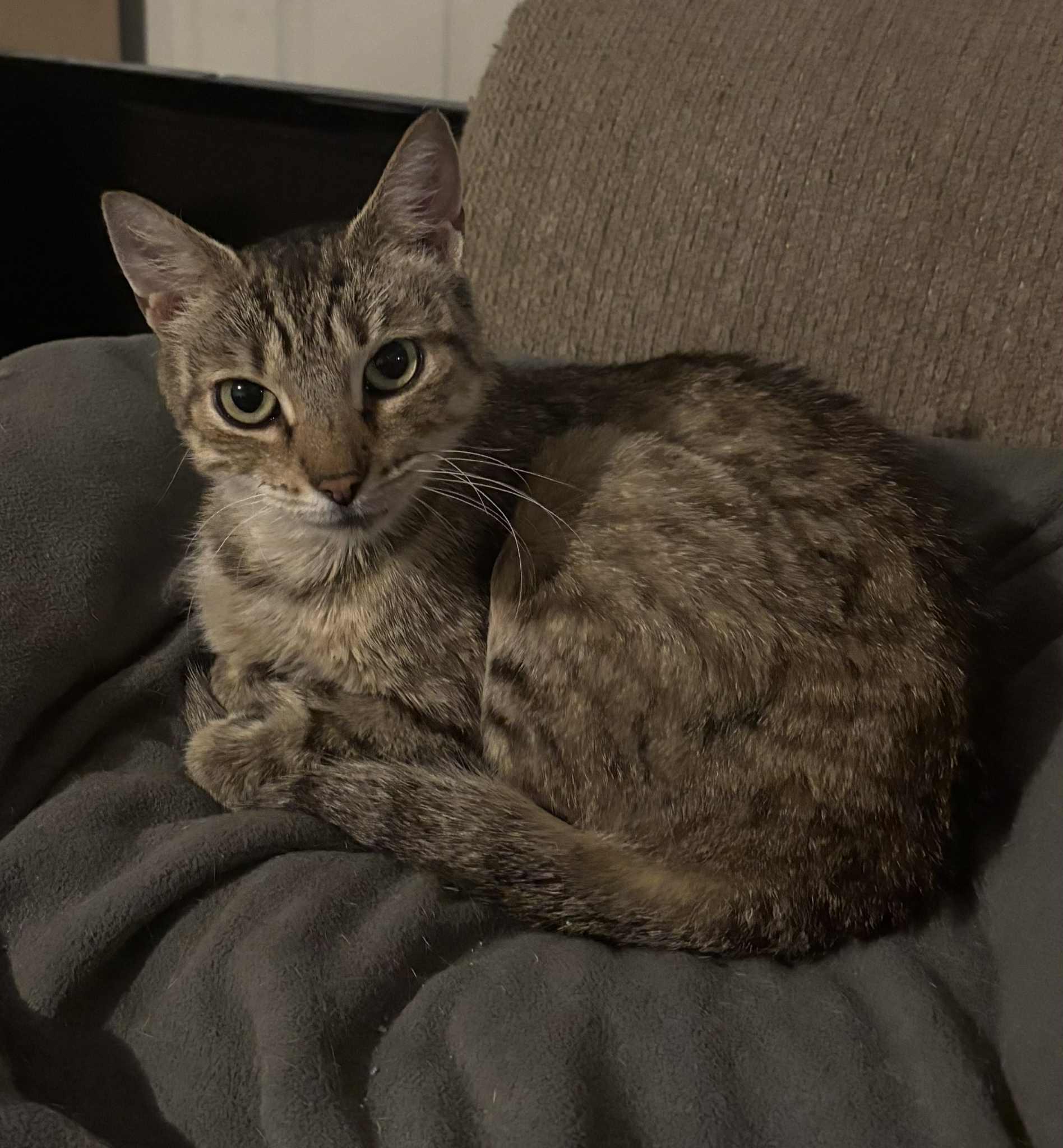 Snickerdoodle, a Adoptable Domestic Short Hair in Bensalem, PA image 2/4