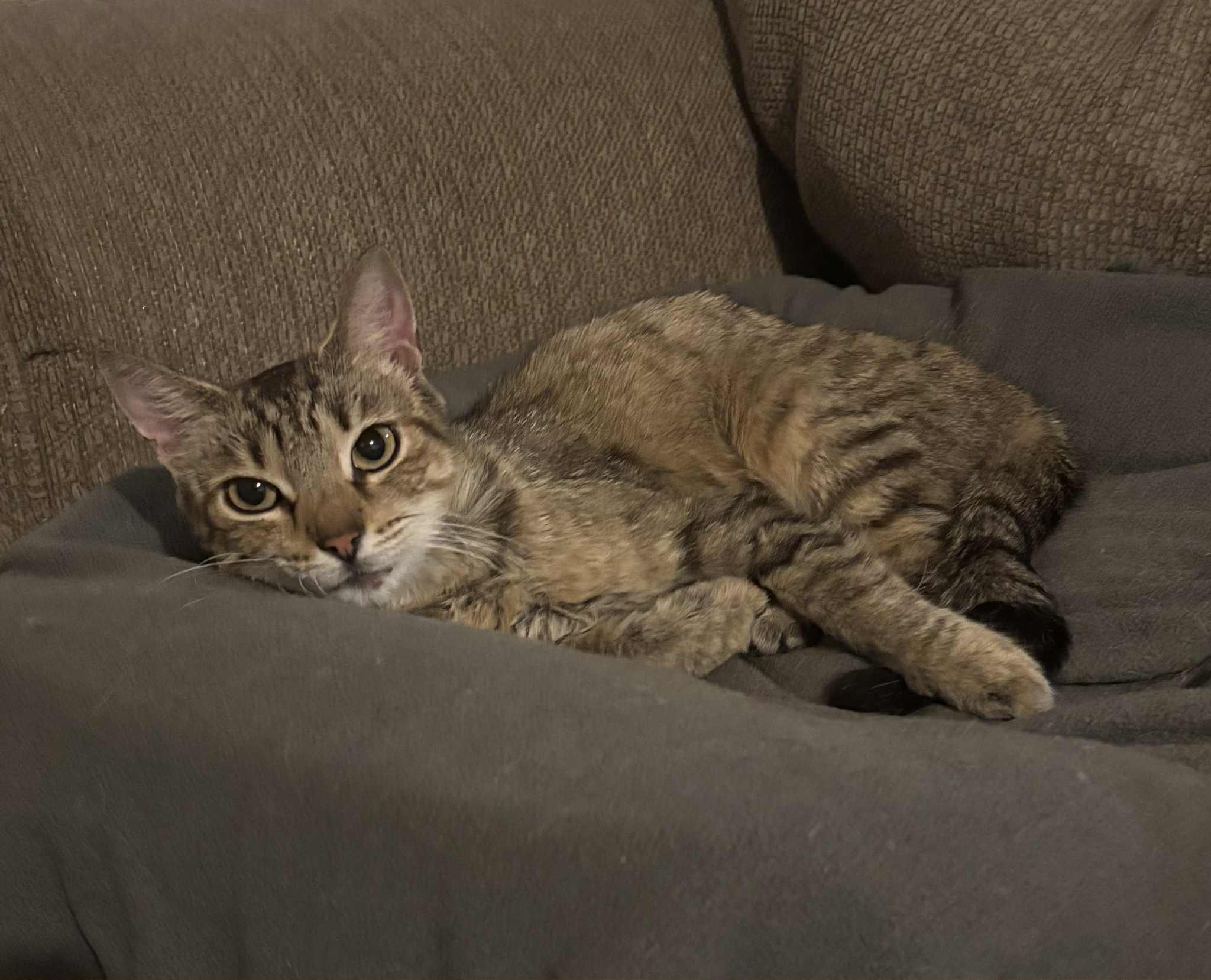 Snickerdoodle, a Adoptable Domestic Short Hair in Bensalem, PA image 3/4