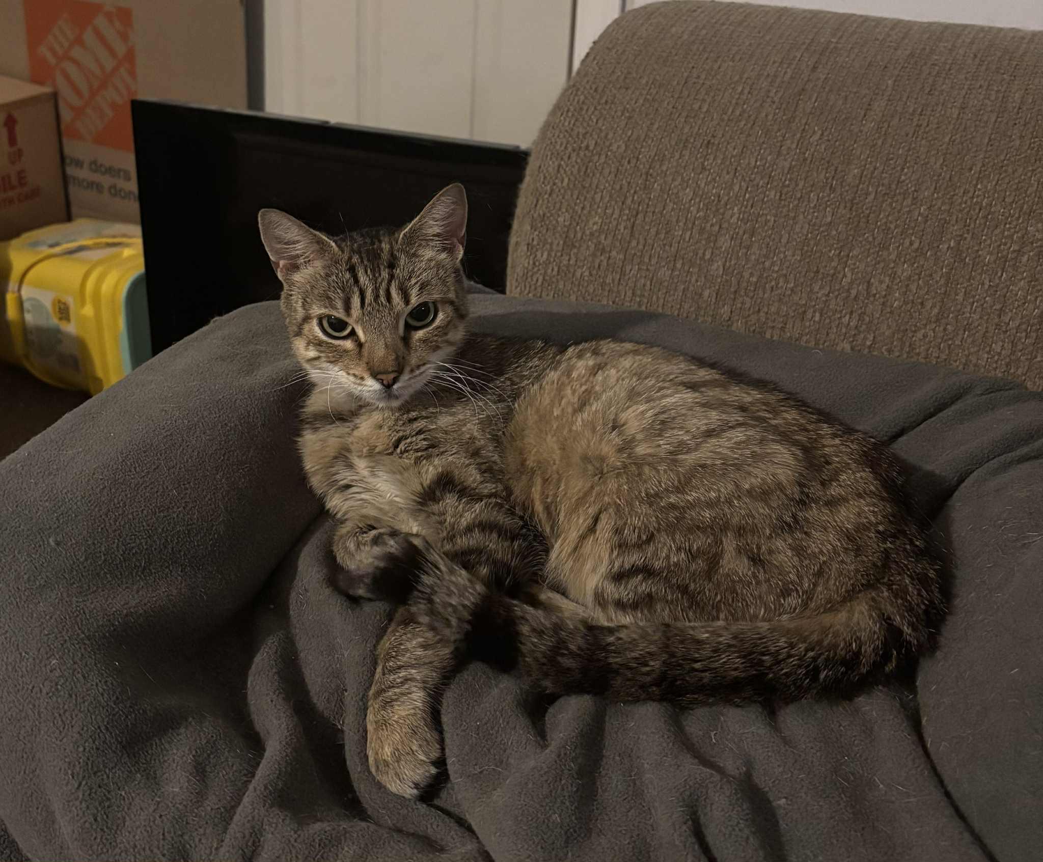 Snickerdoodle, a Adoptable Domestic Short Hair in Bensalem, PA image 4/4