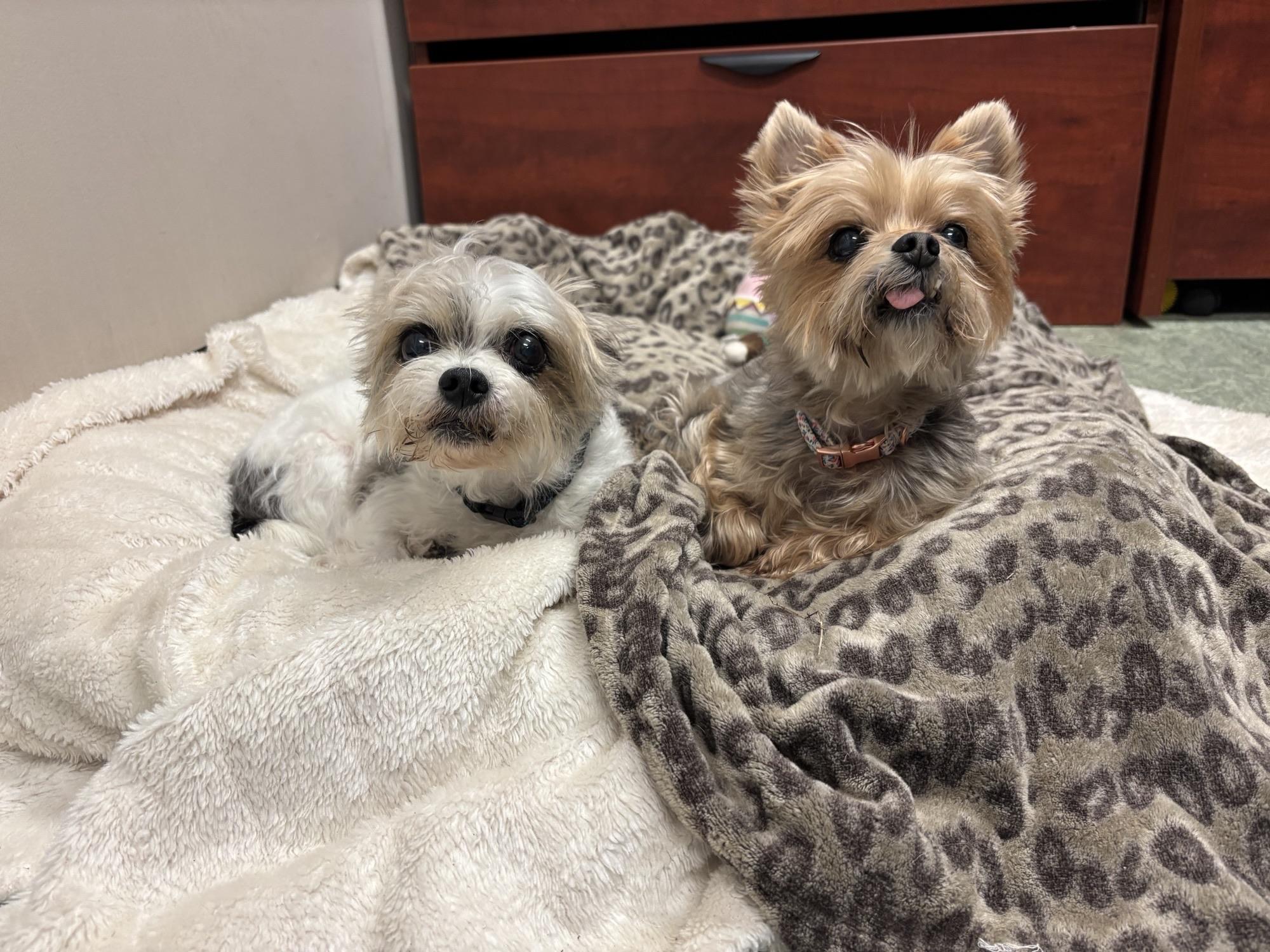 Enlarge Misfit #39585 (8 Years Old) & Magik #39586 (12 Years Old) , a ADOPTABLE mixed breed in Langley, BC image 1/6