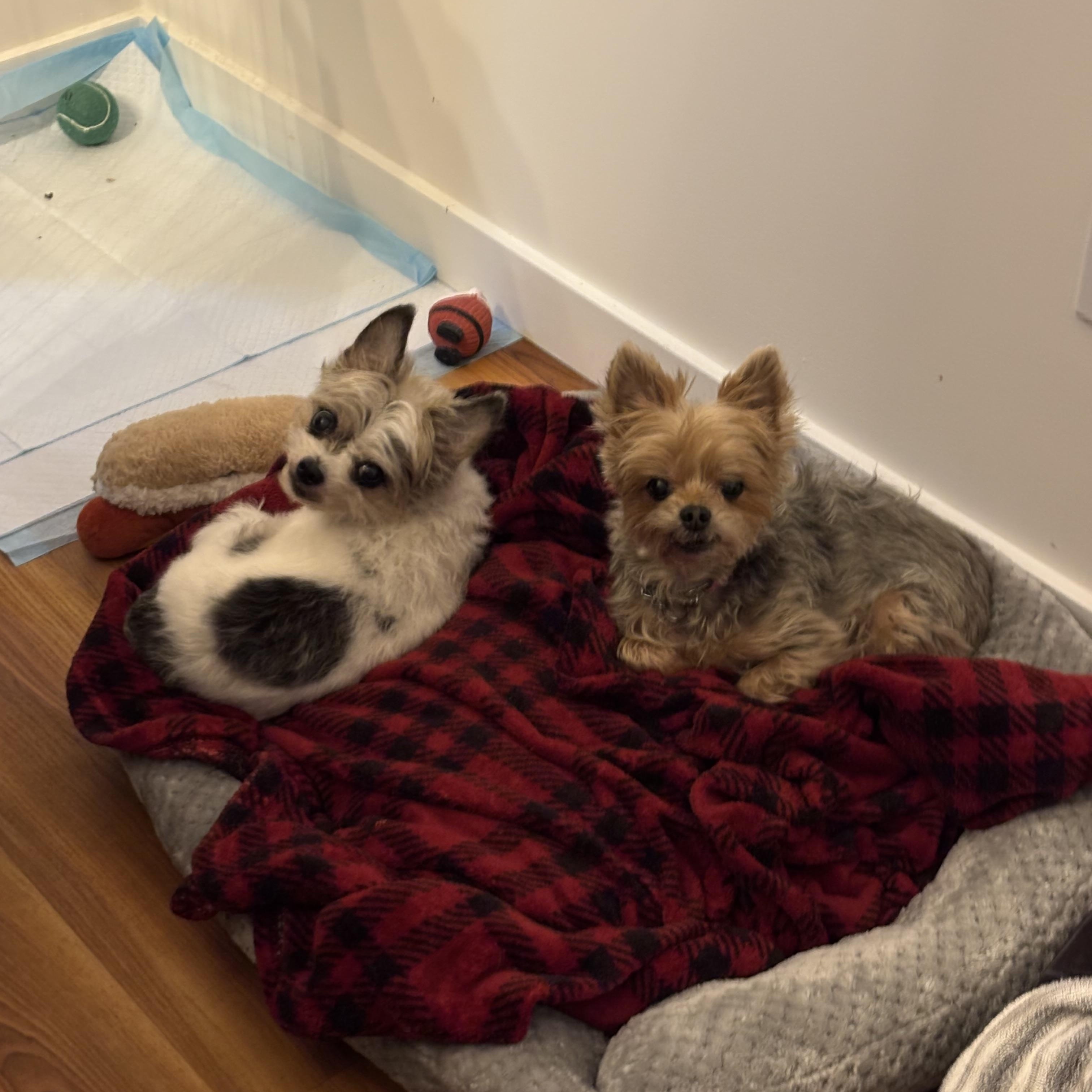 Enlarge Misfit #39585 (8 Years Old) & Magik #39586 (12 Years Old) , a ADOPTABLE mixed breed in Langley, BC image 3/6