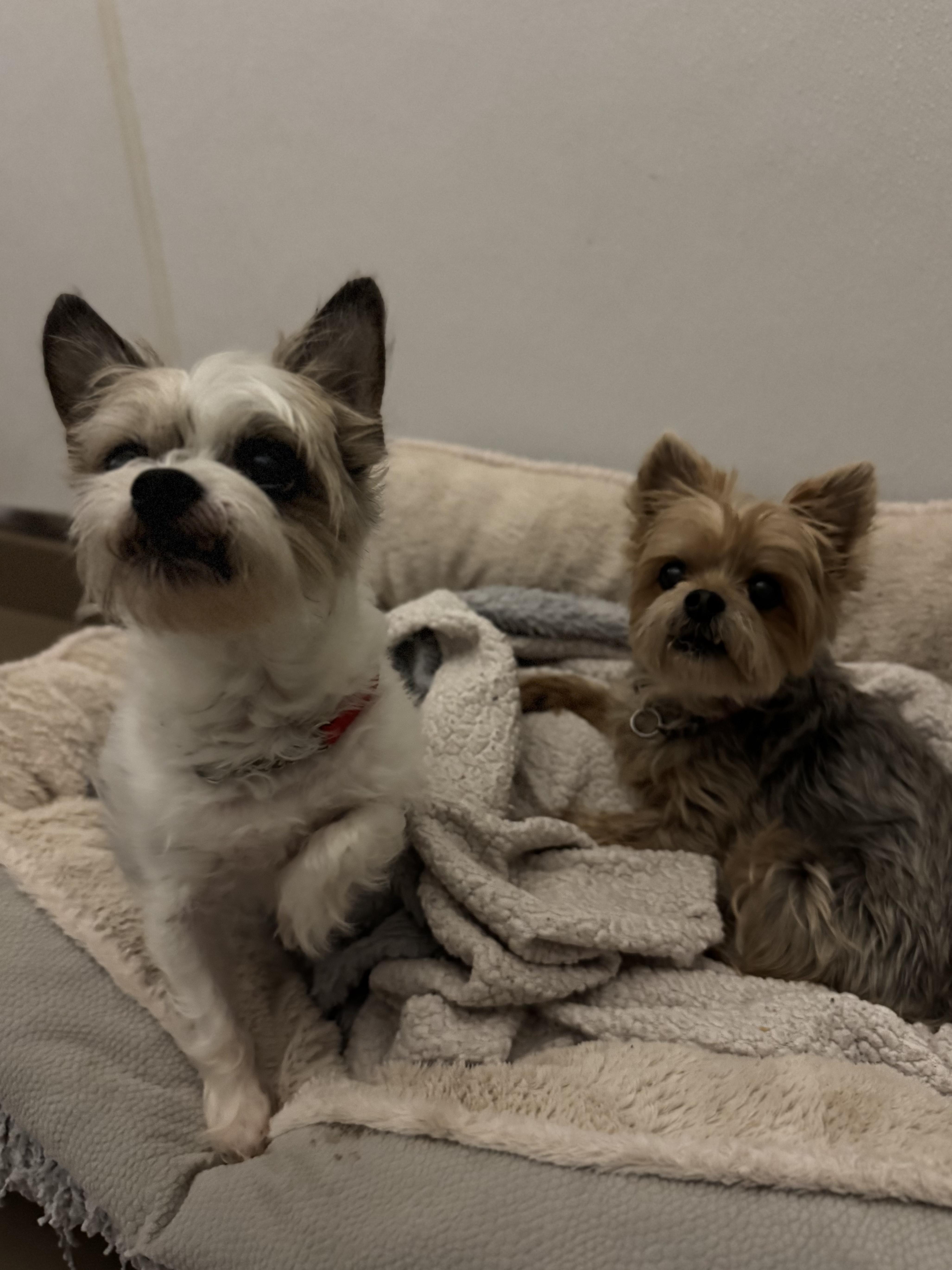 Enlarge Misfit #39585 (8 Years Old) & Magik #39586 (12 Years Old) , a ADOPTABLE mixed breed in Langley, BC image 5/6