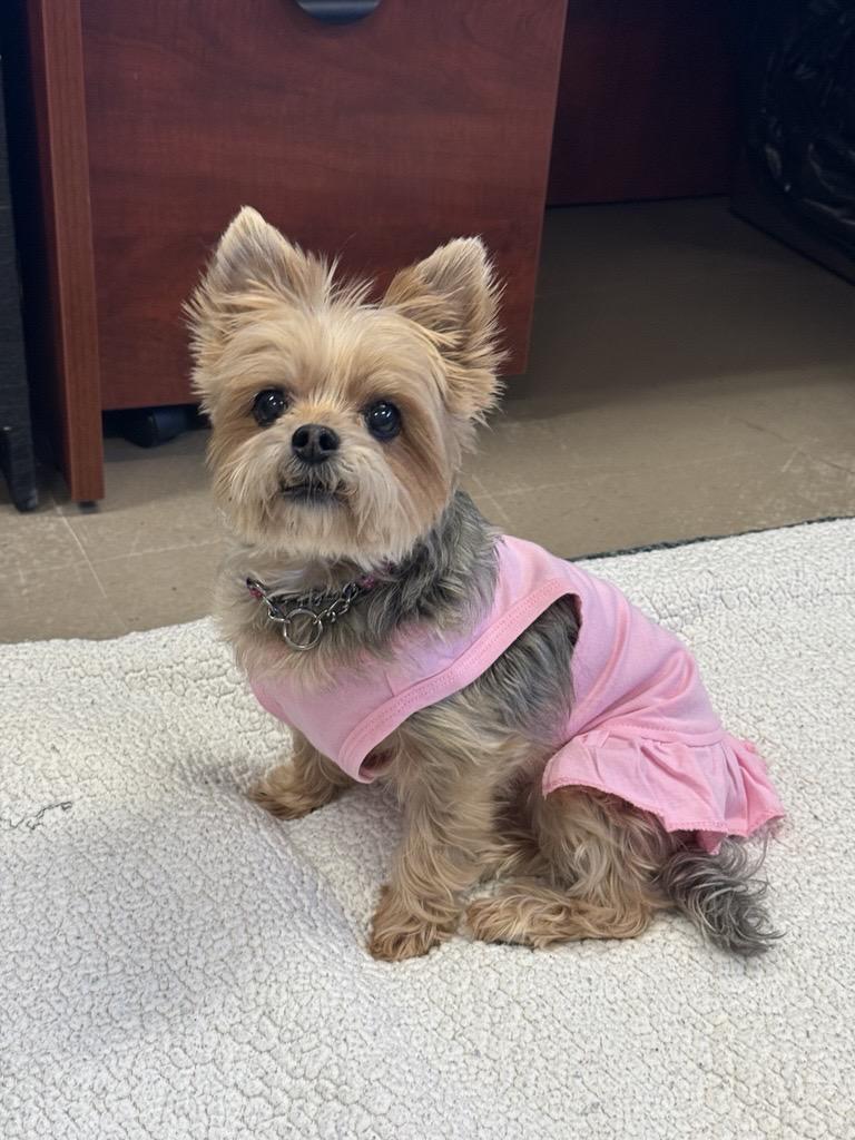 Enlarge Misfit #39585 (8 Years Old) & Magik #39586 (12 Years Old) , a ADOPTABLE mixed breed in Langley, BC image 2/6