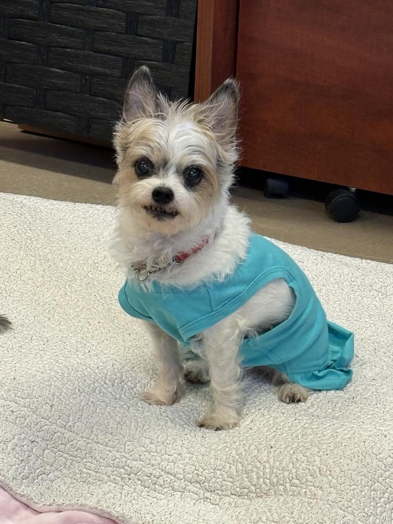 Enlarge Misfit #39585 (8 Years Old) & Magik #39586 (12 Years Old) , a ADOPTABLE mixed breed in Langley, BC image 4/6