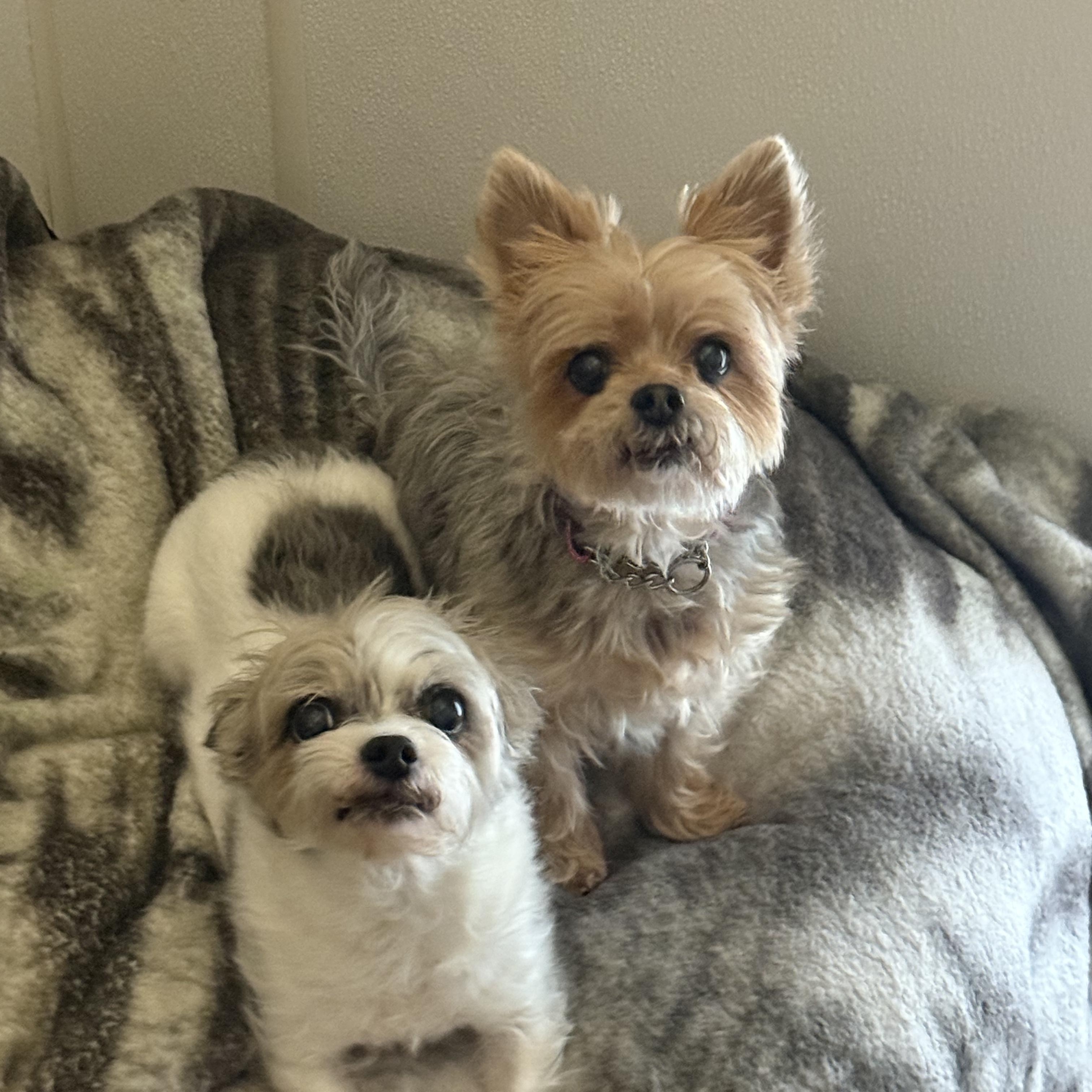 Enlarge Misfit #39585 (8 Years Old) & Magik #39586 (12 Years Old) , a ADOPTABLE mixed breed in Langley, BC image 6/6