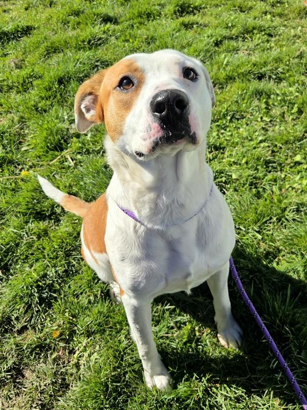 Bubbles, Adoptable, Adult Female Pit Bull Terrier.