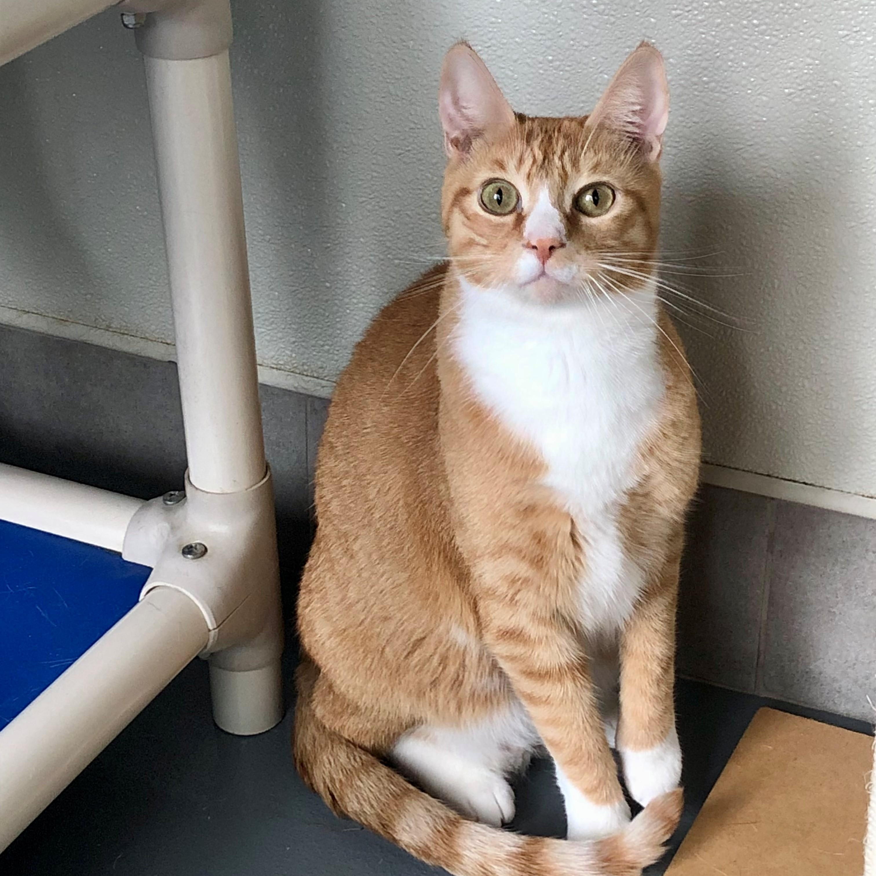 Firestar — thumbnail 2