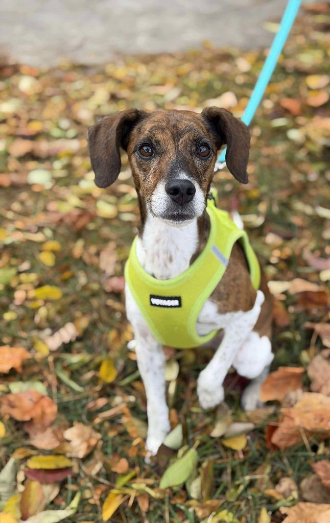 Lizzy, Adoptable, Adult Female Beagle & Jack Russell Terrier.