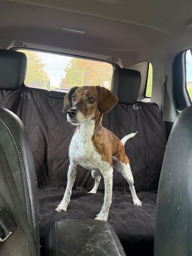 Lizzy, a Adoptable mixed breed image 2/6