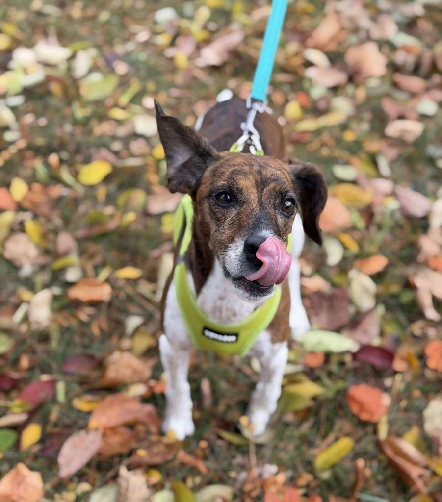 Lizzy, a Adoptable mixed breed image 3/6