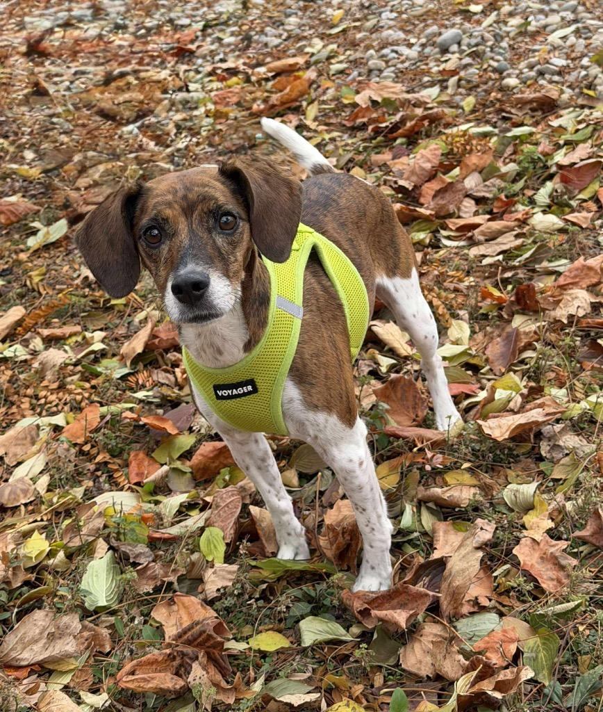 Lizzy, a Adoptable mixed breed image 5/6
