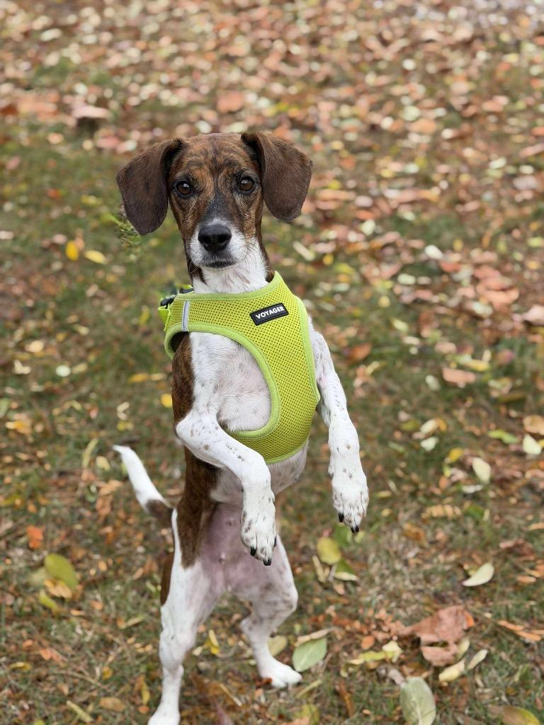 Lizzy, a Adoptable mixed breed image 6/6