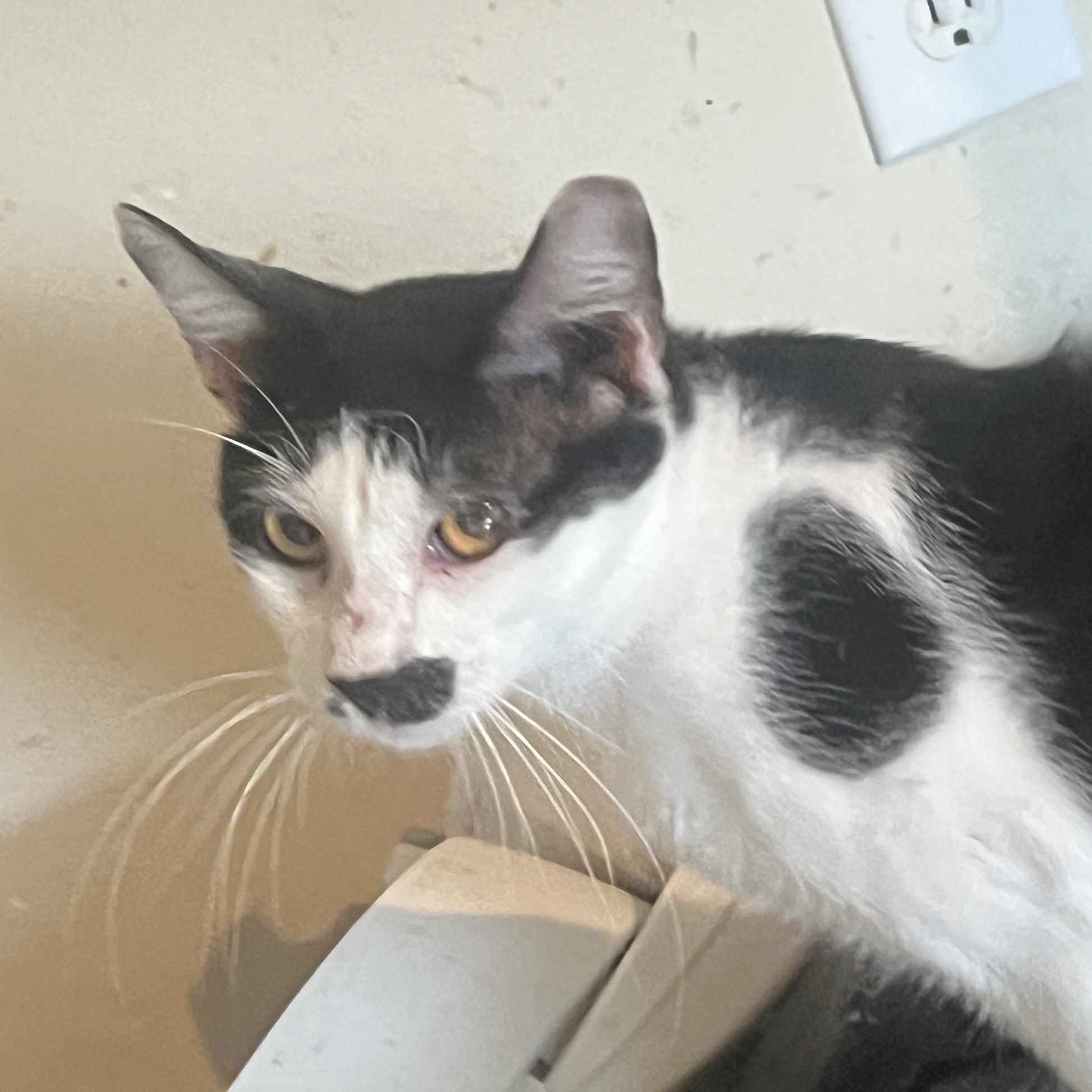 Arlo, Adoptable, Young Male Domestic Medium Hair.