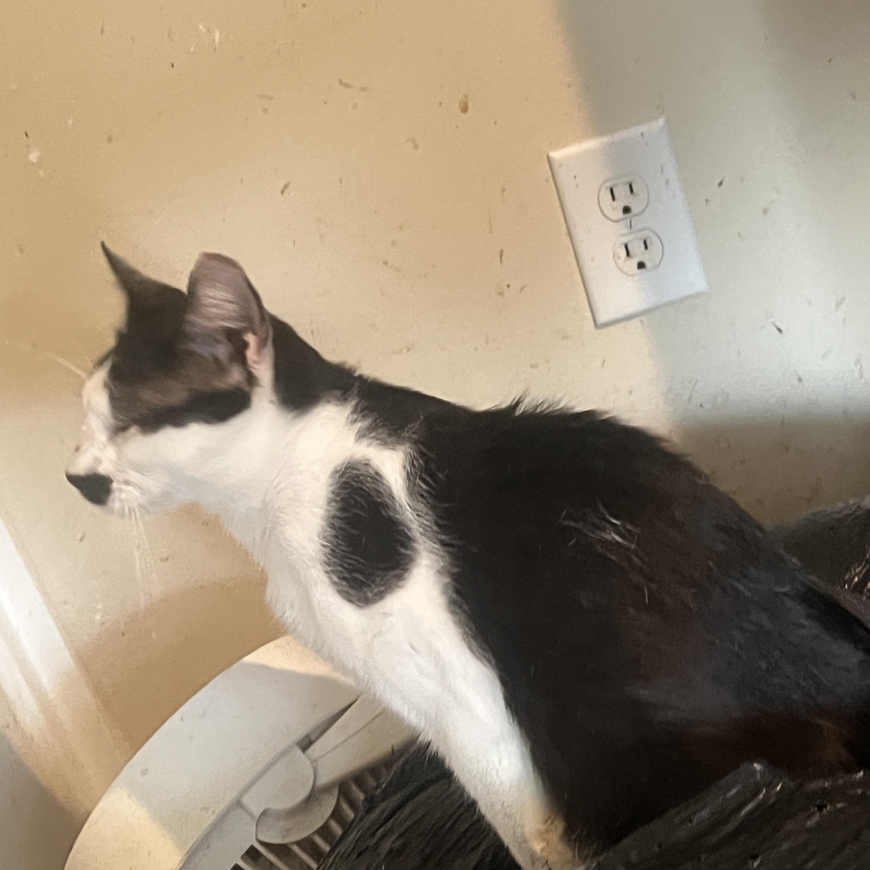 Arlo, a Adoptable mixed breed in Youngstown, FL image 2/2