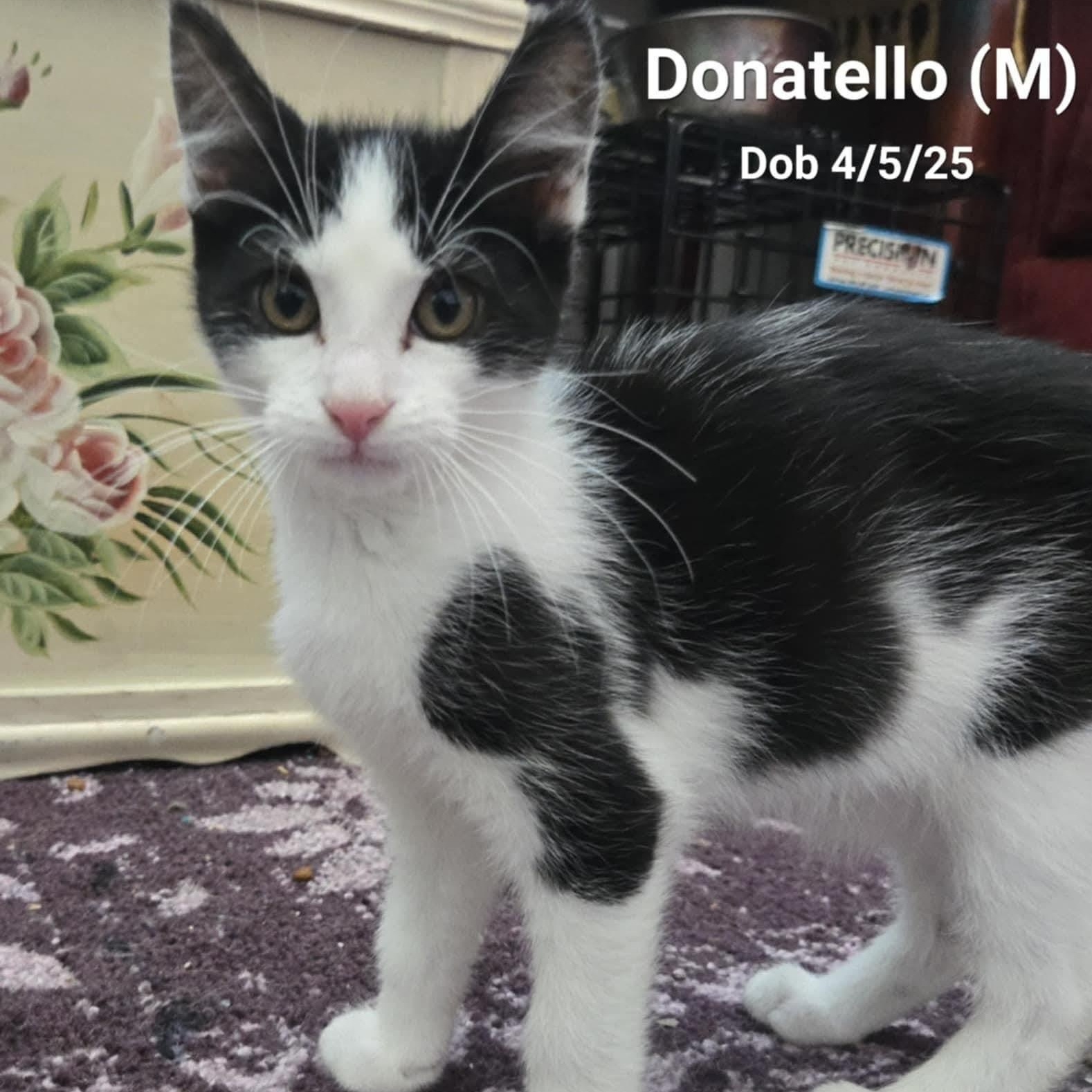Donatello, Young Male Domestic Short Hair