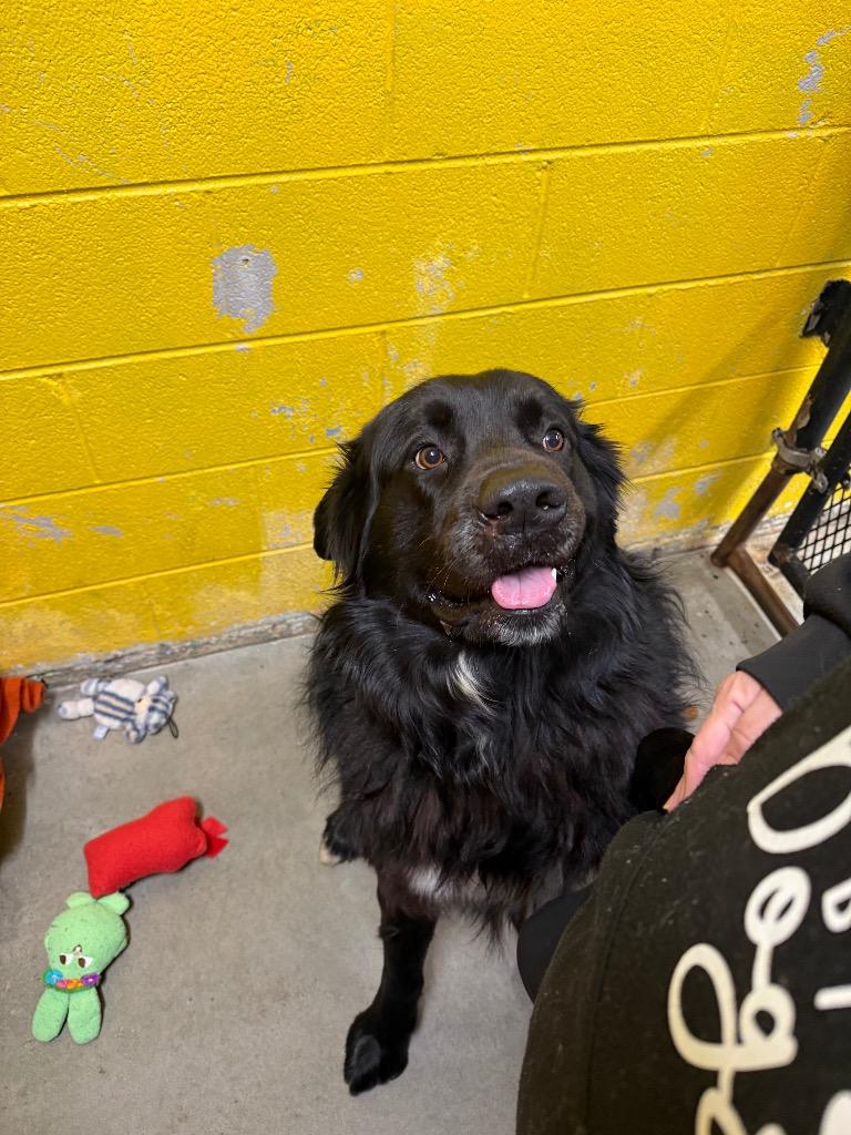 King, Adoptable, Young Male Great Pyrenees.