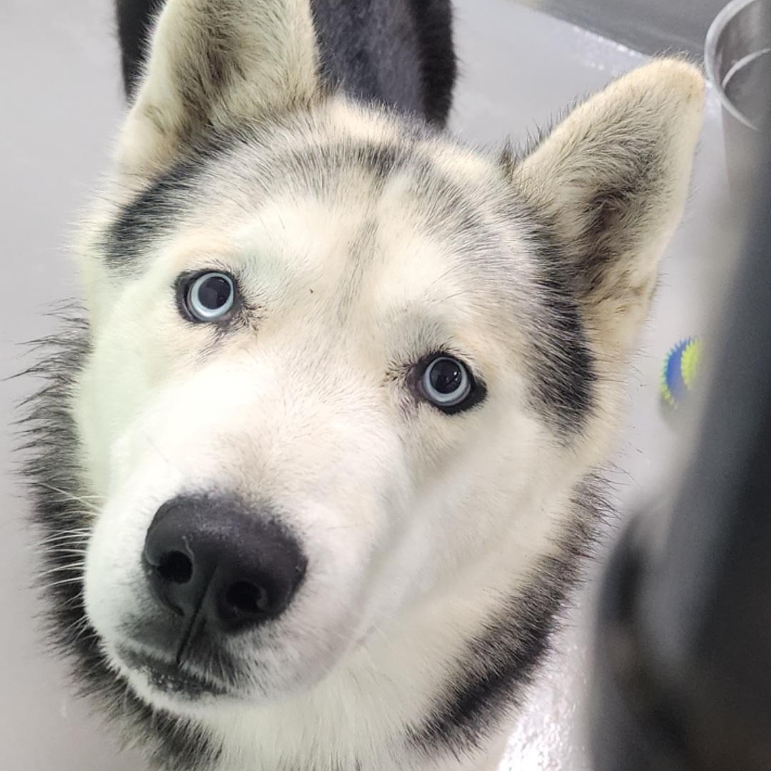 Blitzen, adopted, Adult Male Husky.