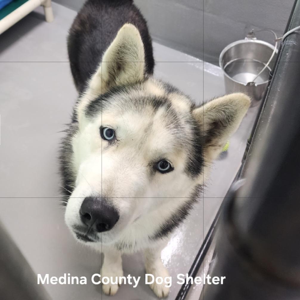 Blitzen, an adopted Husky in Medina, OH image 2/2