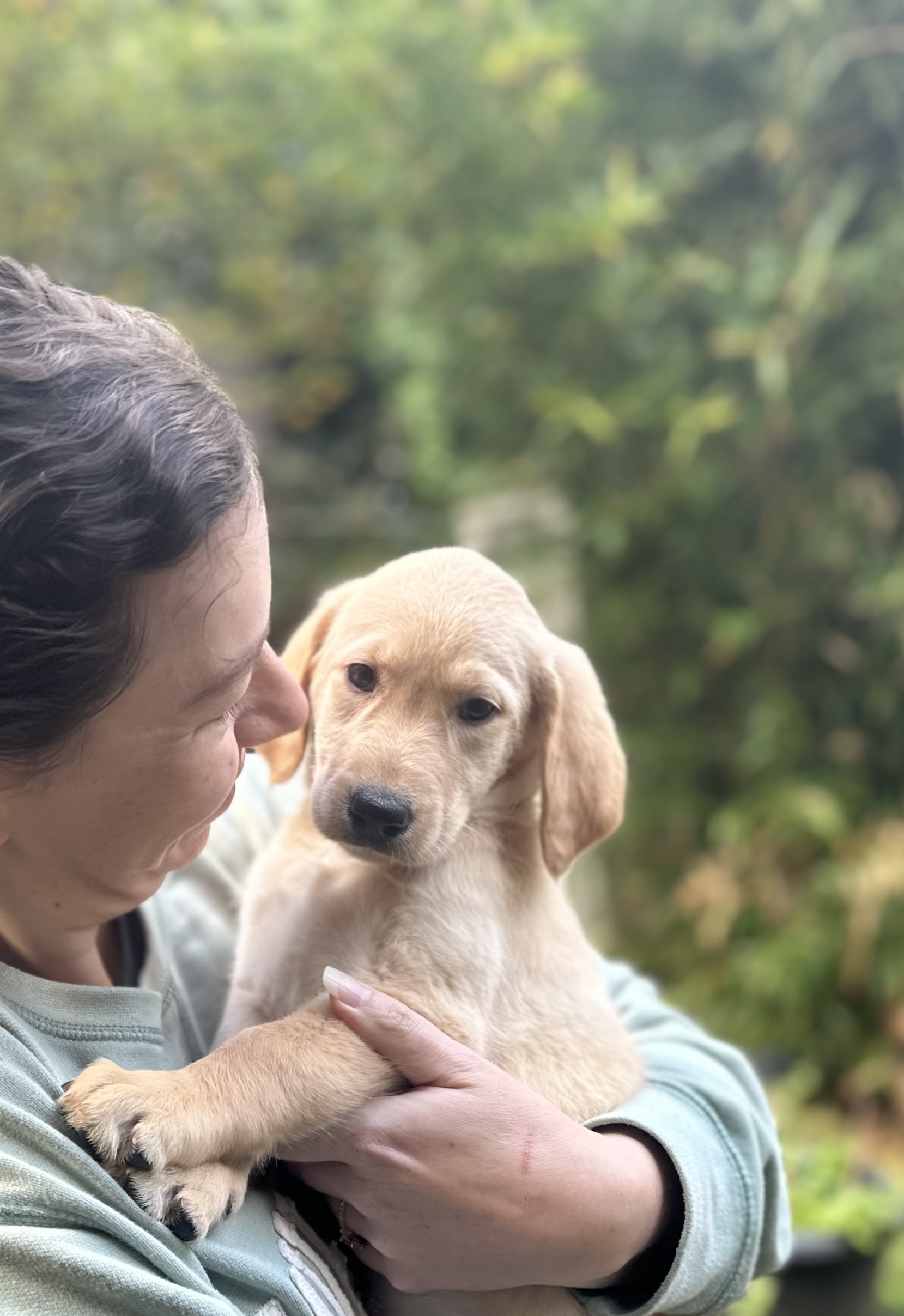 Margo, Adopted, Puppy Female Labrador Retriever & Poodle.