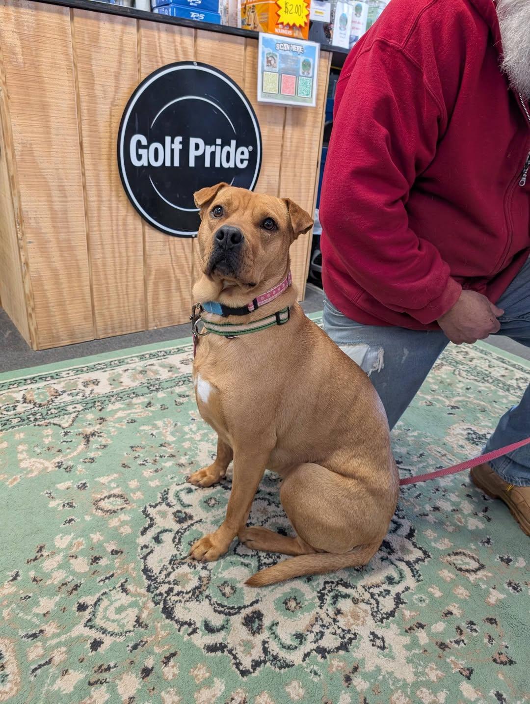 Sandy, a ADOPTABLE mixed breed in Jarrettsville, MD image 2/4