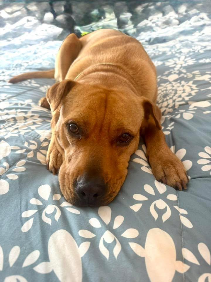 Sandy, ADOPTABLE, Adult Female Pit Bull Terrier.