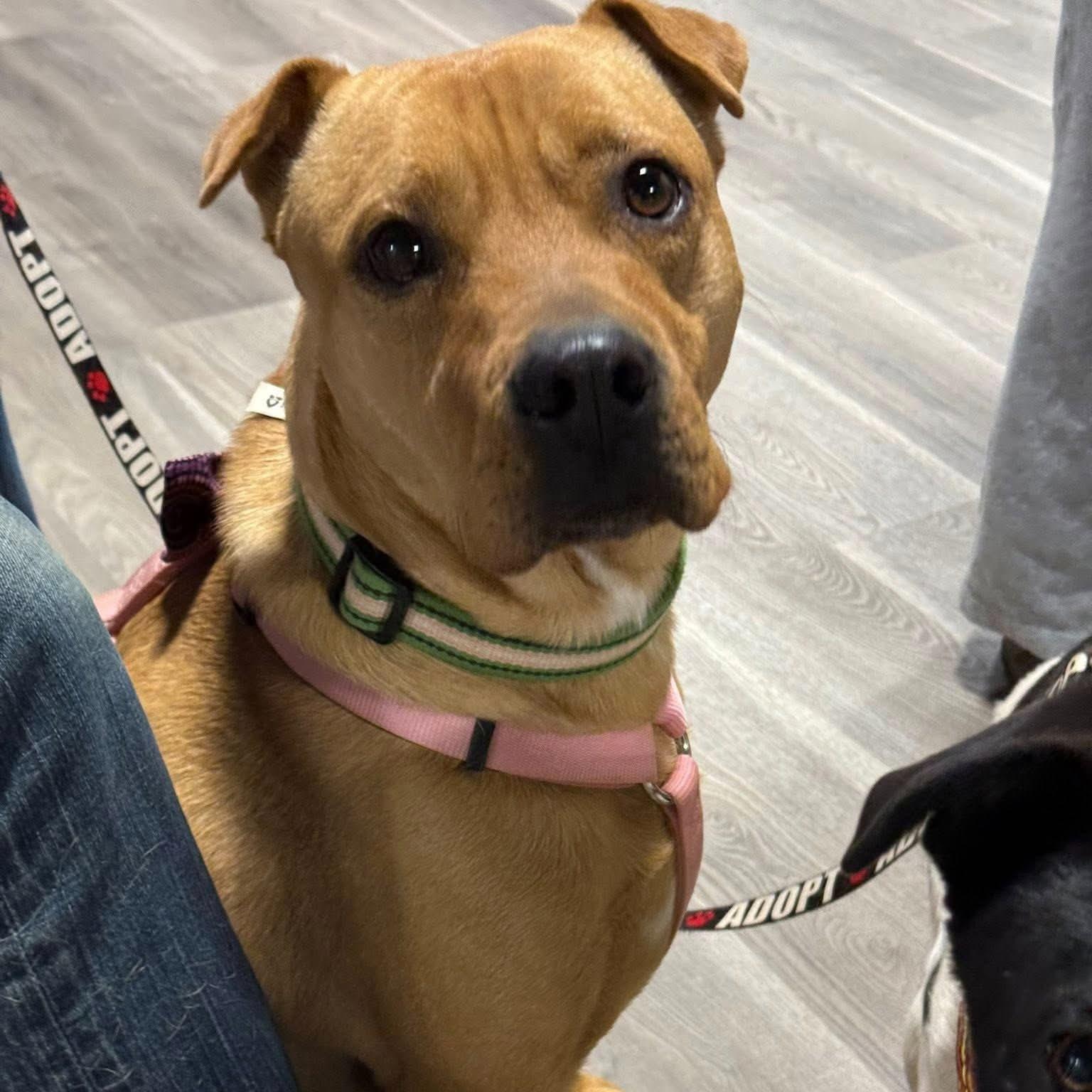 Sandy, a ADOPTABLE mixed breed in Jarrettsville, MD image 4/4