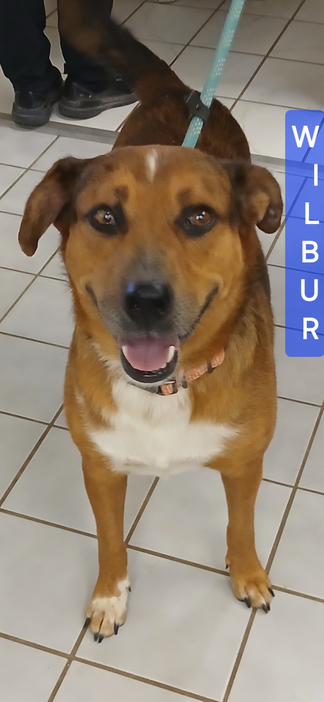 WILBUR