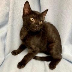 Bogey, adopted, Kitten Male Domestic Short Hair.