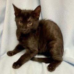 Enlarge Bogey, an adopted Domestic Short Hair in Green Valley, AZ image 2/3