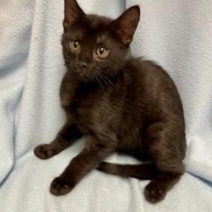 Enlarge Bogey, an adopted Domestic Short Hair in Green Valley, AZ image 3/3