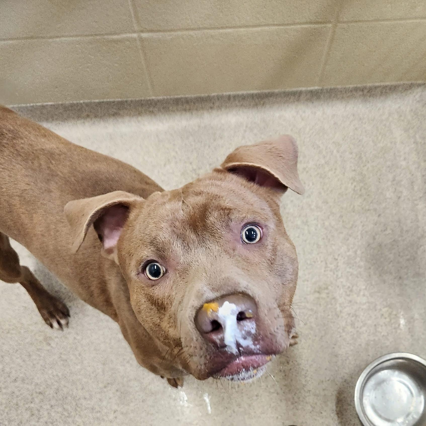 Wally, Young Male Pit Bull Terrier