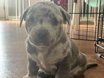 Oakley, Adopted, Puppy Male Bulldog & Dachshund.