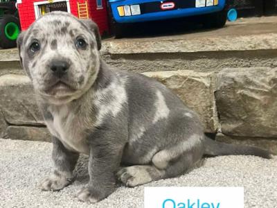 Enlarge Oakley, a Adopted mixed breed in Athens, GA image 3/3