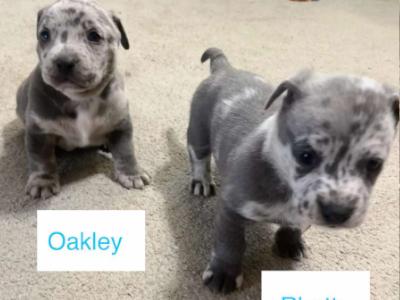 Enlarge Oakley, a Adopted mixed breed in Athens, GA image 2/3