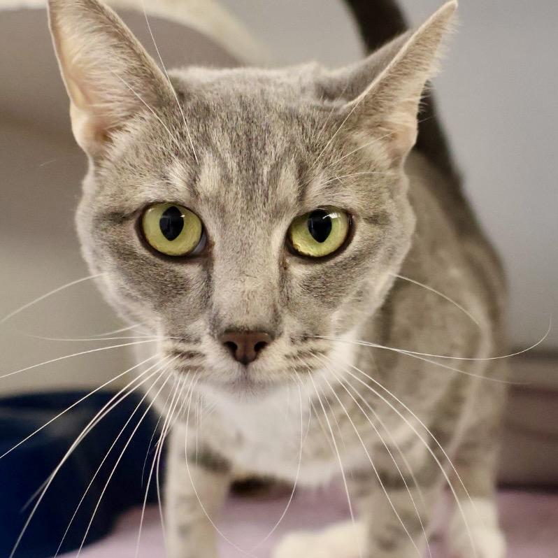 Enlarge Mirage, a Adoptable Domestic Short Hair in St Joseph, MO image 1/1