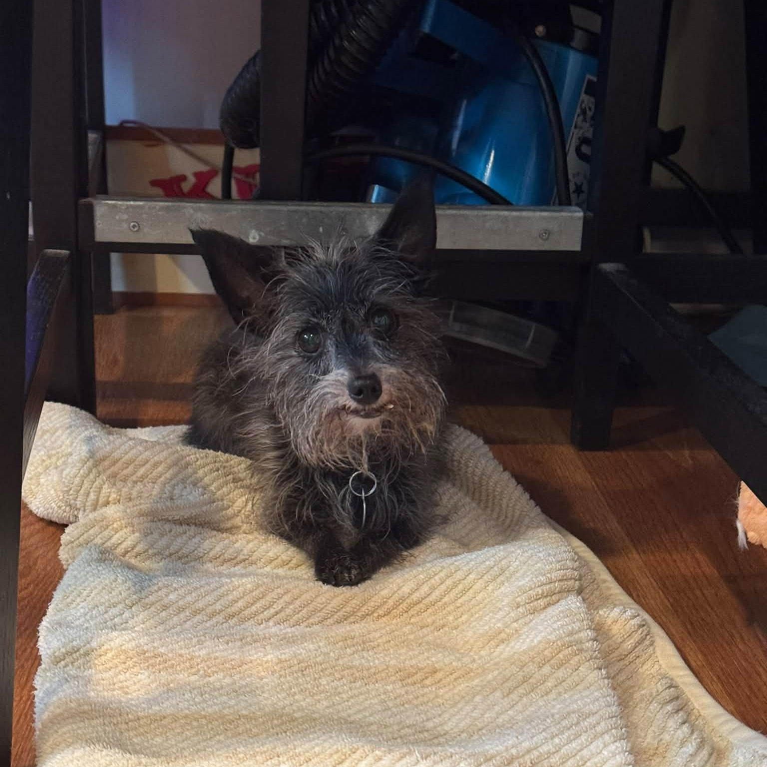 Enlarge Titi, a Adopted mixed breed in Rockville, MD image 1/4