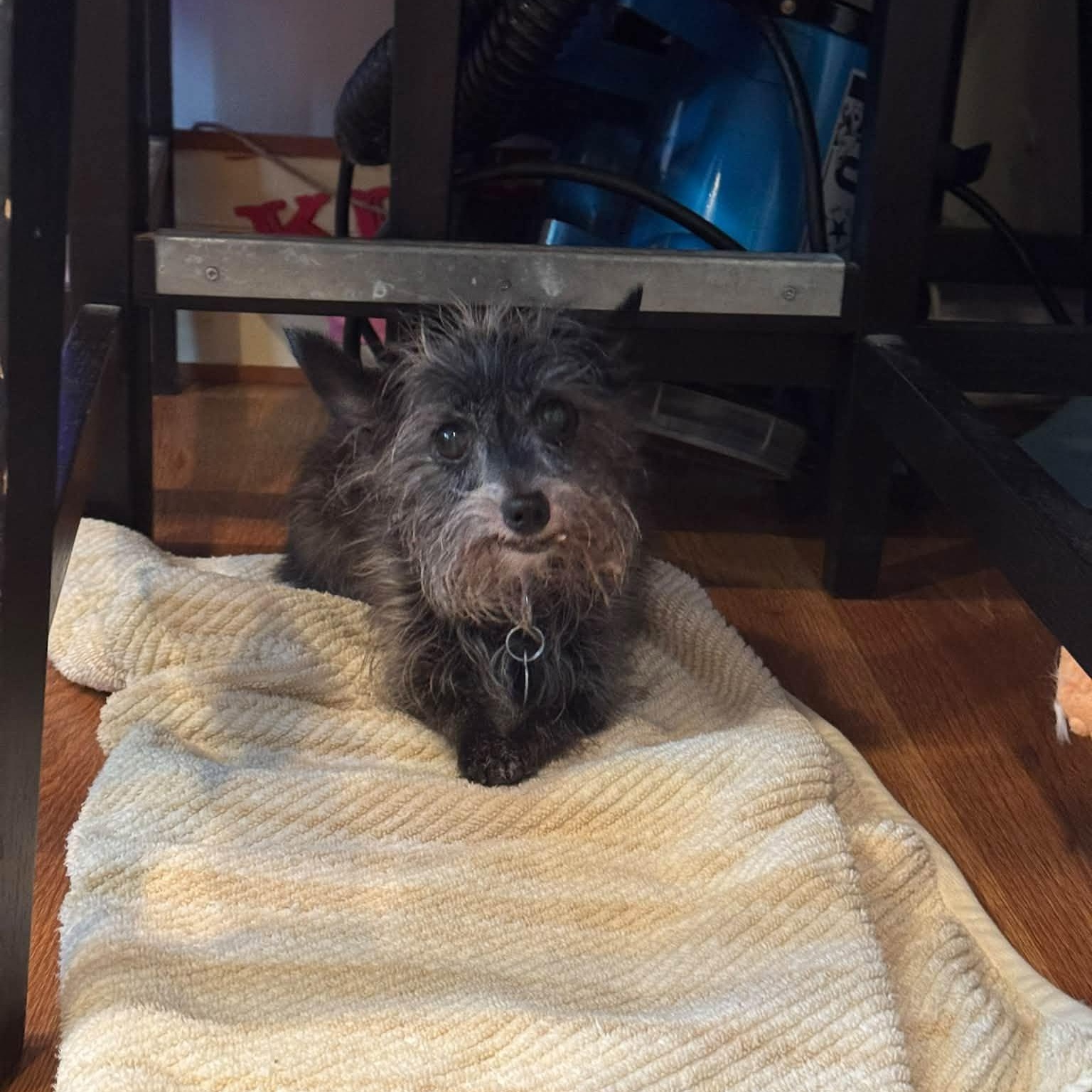 Enlarge Titi, a Adopted mixed breed in Rockville, MD image 2/4