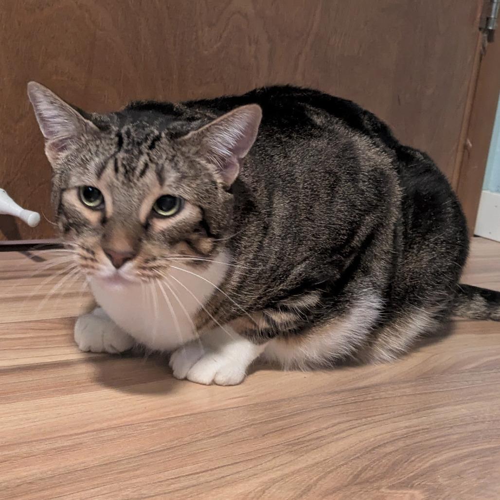 Enlarge Milo, a Adoptable Domestic Short Hair in Portland, OR image 1/1