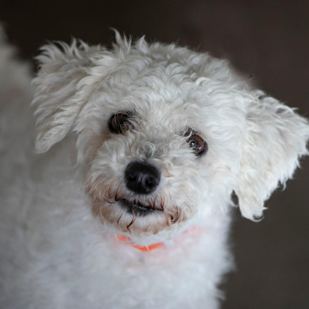 Enlarge Yasmin (OT25-199), a Adoptable Bichon Frise in Peyton, CO image 1/6