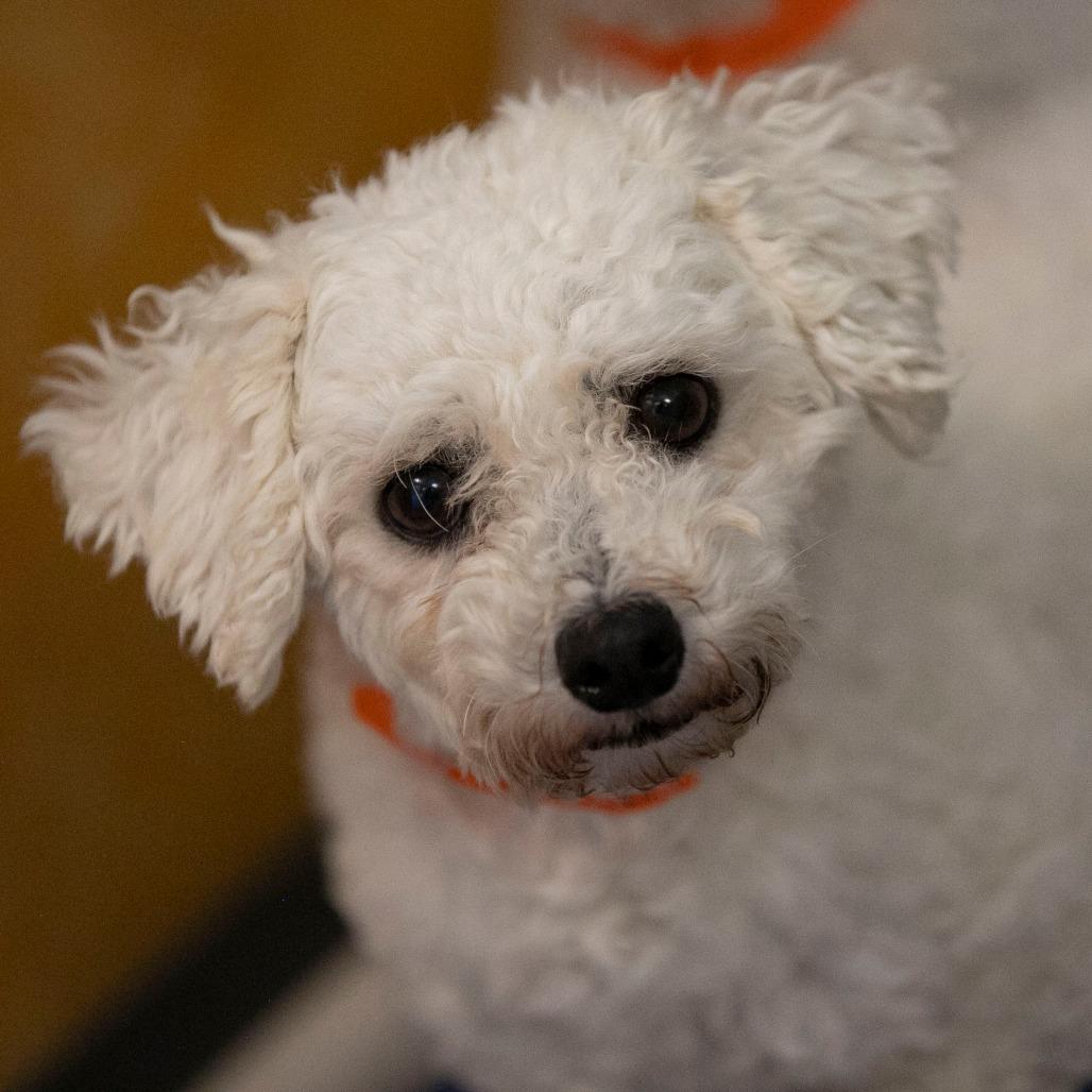 Enlarge Yasmin (OT25-199), a Adoptable Bichon Frise in Peyton, CO image 2/6
