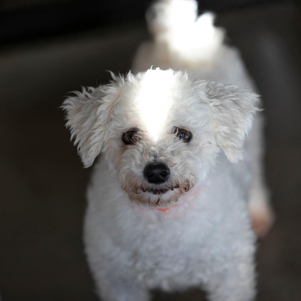 Enlarge Yasmin (OT25-199), a Adoptable Bichon Frise in Peyton, CO image 3/6